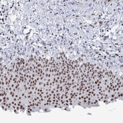 C15orf41 Antibody, Novus Biologicals 25 &mu;L, Unlabeled:Antibodies, Polyclonal
